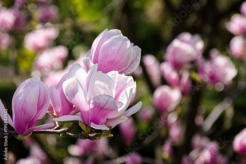 gorgeous magnolia flowers on a dark background. lovely springtime scenery in the park