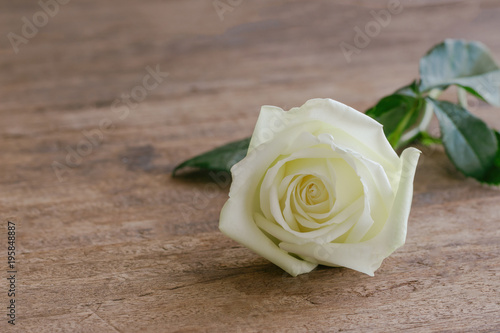 Beautiful sweet white rose on wood table with copy space in close up view. Romantic gift or present on Valentine's day for lovers. White rose is the symbol of true love or pure love and gentle care.