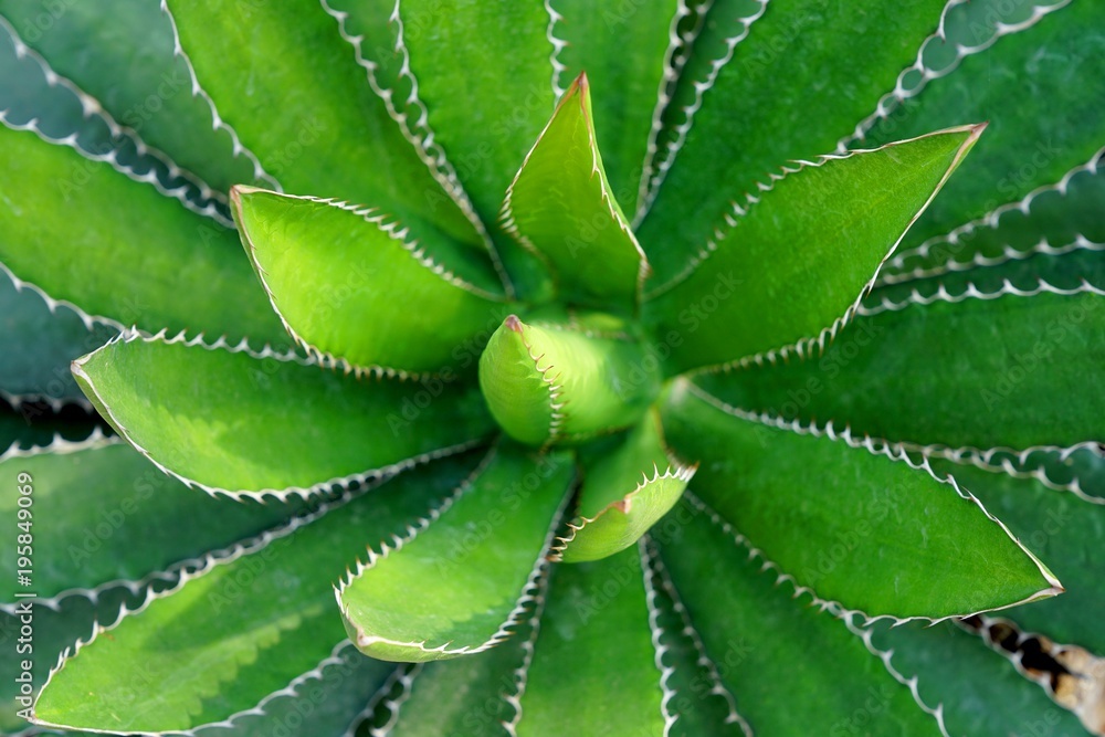 Top view of green spiky agave plant or Agave tequilana plant. Top view of green spiky agave plant or Agave tequilana plant.