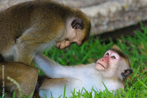 Macaque monkey sex, mating