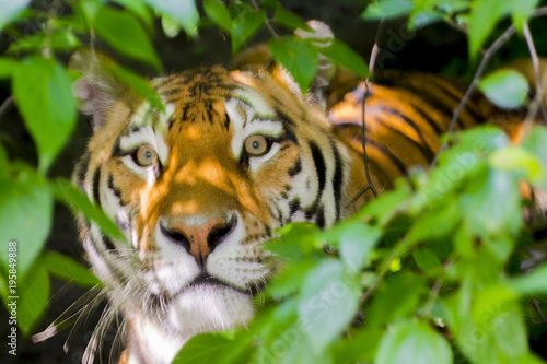 Fototapeta Naklejka Na Ścianę i Meble -  Before Attack
