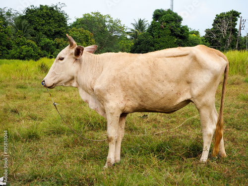 cow in Southern of Thailand. © kridtanat