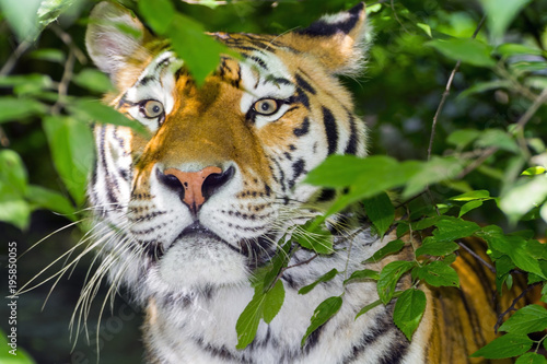 Fototapeta Naklejka Na Ścianę i Meble -  Tiger stripes and green leaves