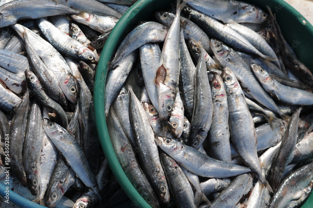Pêche Pêche