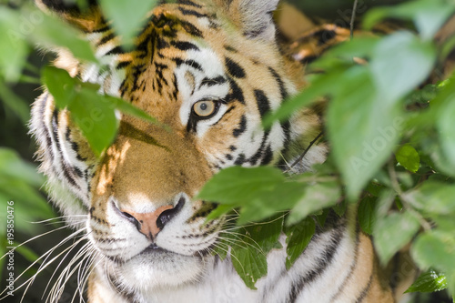 Fototapeta Naklejka Na Ścianę i Meble -  Tiger stripes and green leaves