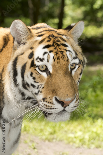 Fototapeta Naklejka Na Ścianę i Meble -  Tiger stripes and green leaves