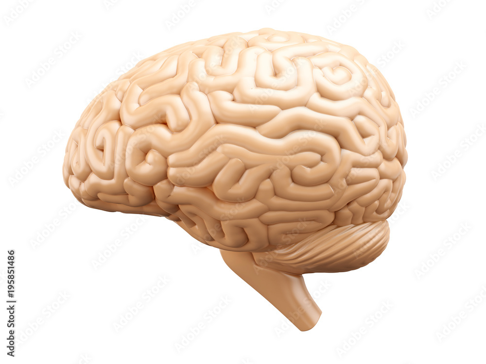 Human brain, side view, anatomical illustration. Human brain, side view, anatomical illustration.