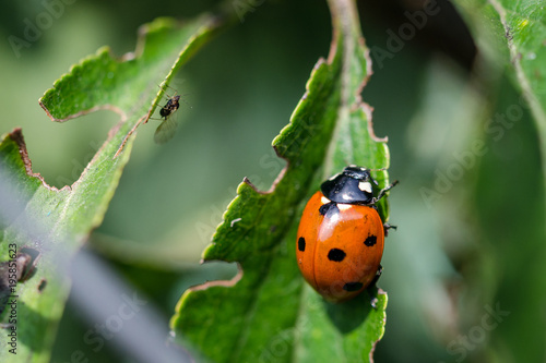 Beetle Ladybug (Coccinellidae) On A Leaf On A Sunny Day.
