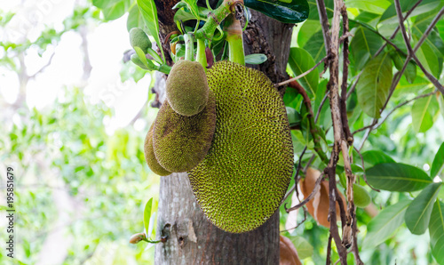 Jackfruit is growing ready to harvest