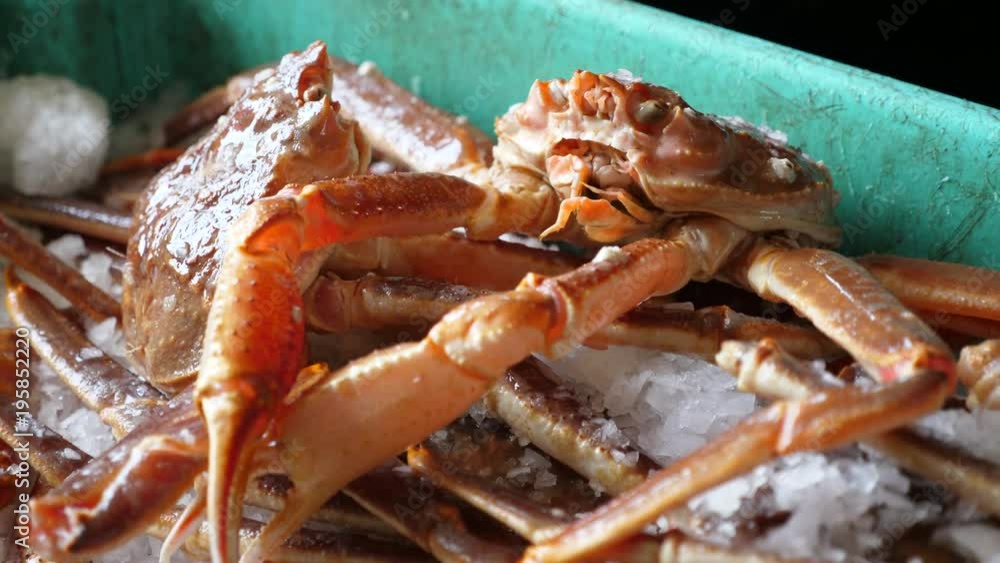 Fresh crabs on cold ice being prepared for cooking Fresh crabs on cold ice being prepared for cooking