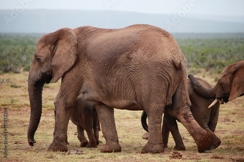 Elephant Family - Addo Elephant Park - South Africa