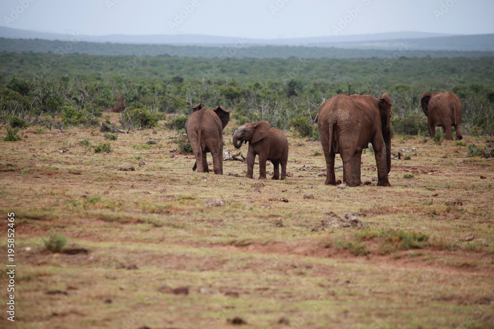 Elephant Family - Addo Elephant Park - South Africa