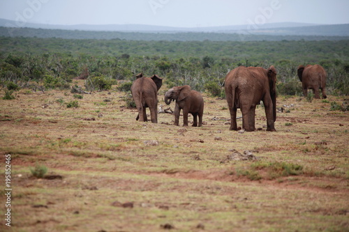 Elephant Family - Addo Elephant Park - South Africa