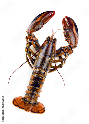 raw lobster isolated