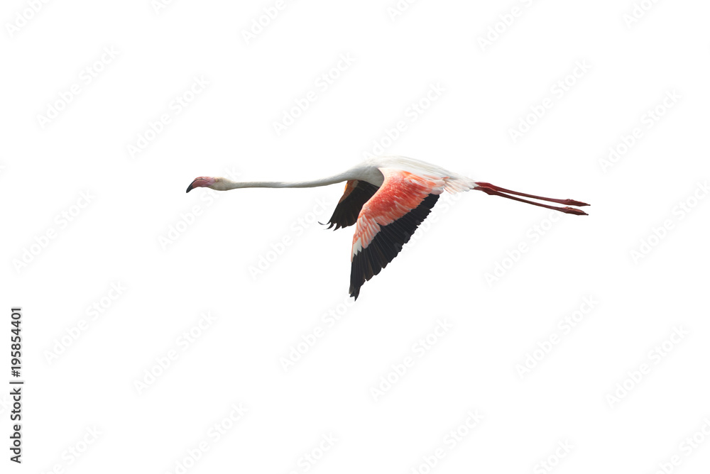 Fototapeta premium Flamingo flying isolated on white background