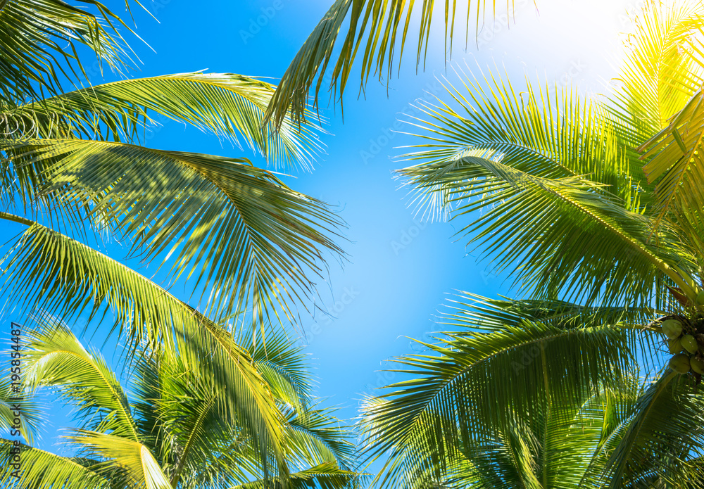 Fototapeta premium Coconut Palm tree with blue sky.