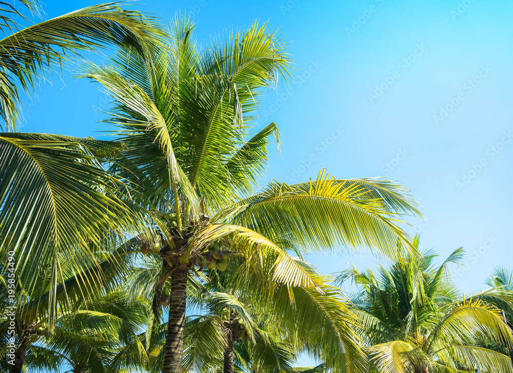 Coconut Palm tree