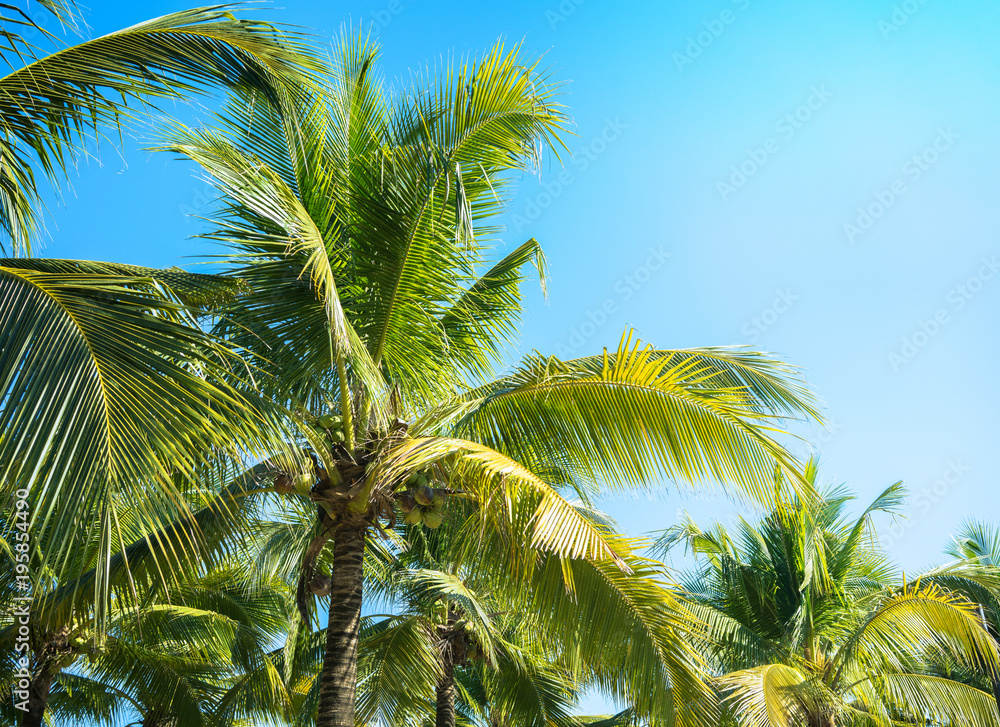 Obraz premium Coconut Palm tree