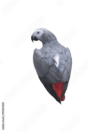 Parrot African Grey isolated on white background