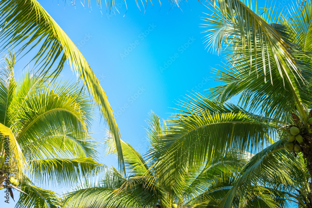 Fototapeta premium Coconut Palm tree