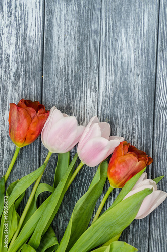 Spring tulips flowers close up background