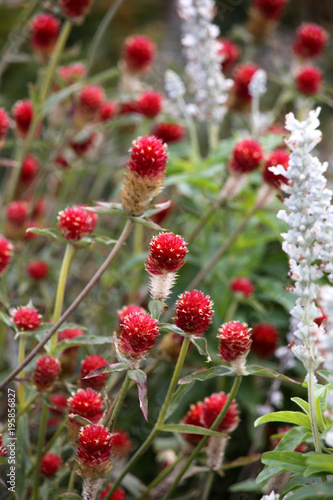 Kugelamaranth (Gomphrena haageana)