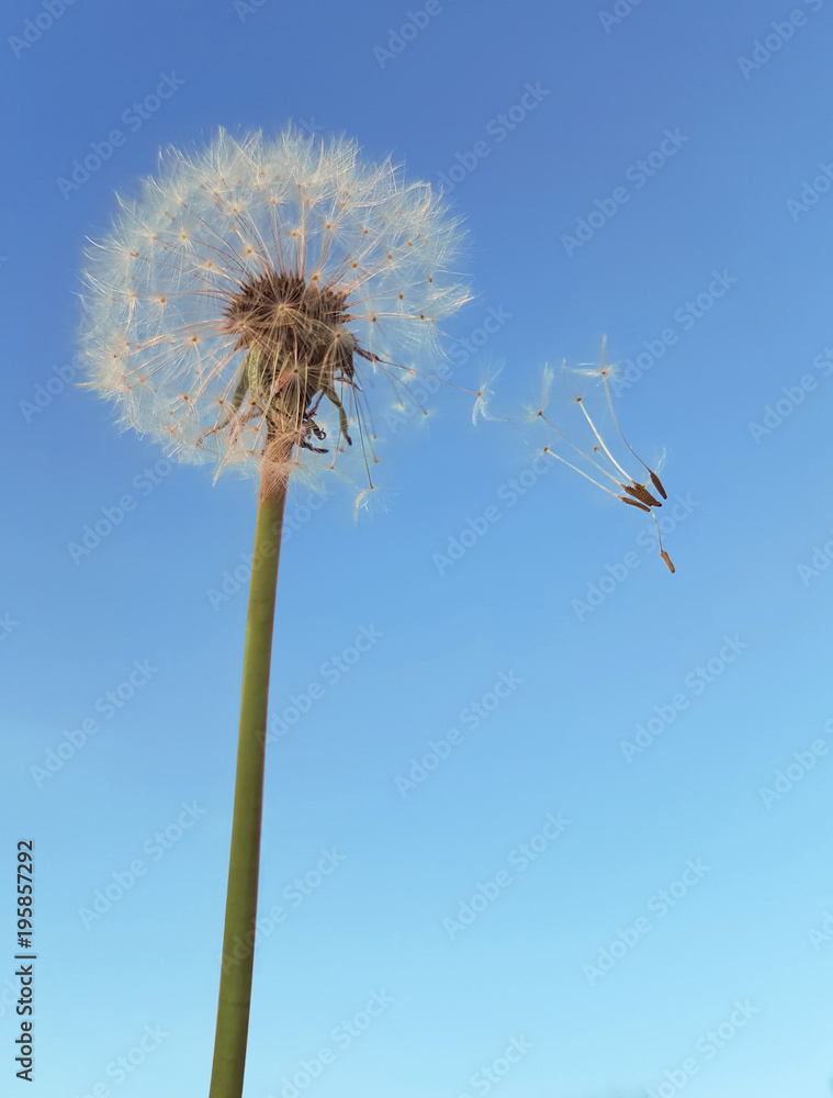 Dandelion Wind Polination