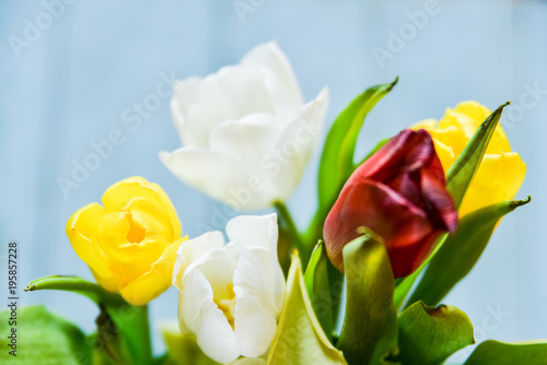 Background  greeting card  bouquet of multicolored tulips on a light background. Layout  mocap  for your text mother s day  copyspace.