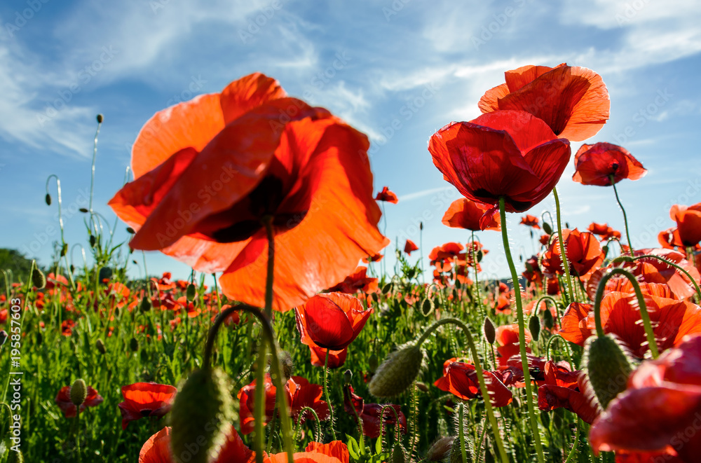 Fototapeta premium poppy flowers field under the blue sky with clouds. beautiful summer landscape at sunset