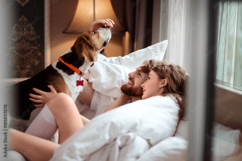 Happy family couple lies in bed, plays with favourite dog, care about animal, spend spare time in cozy bedroom and comfortable bed. Female and man have rest together with pet. Relaxation concept - obrazy, fototapety, plakaty 