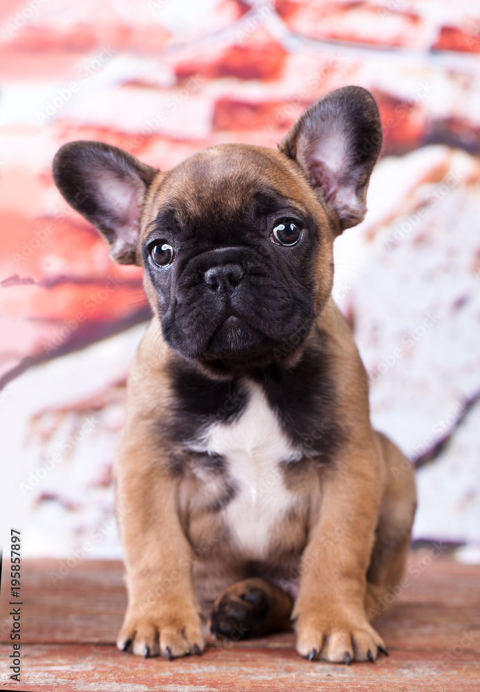Portrait of french bulldog dog, puppy