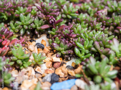 Sedum rubrotinctum.