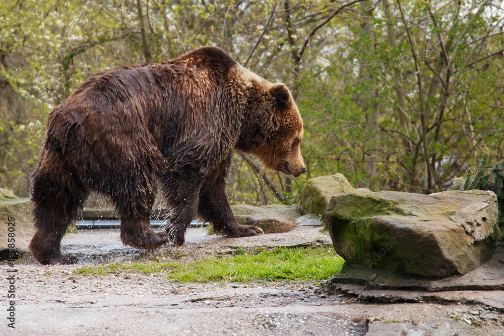 Big wet brown bear in a zoo on an artificial rock.