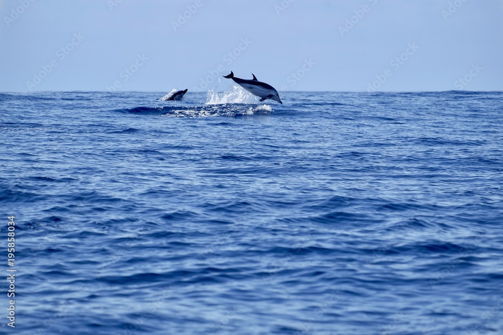 Fototapeta premium Striped dolphins leaping from the wild blue Atlantic Ocean 