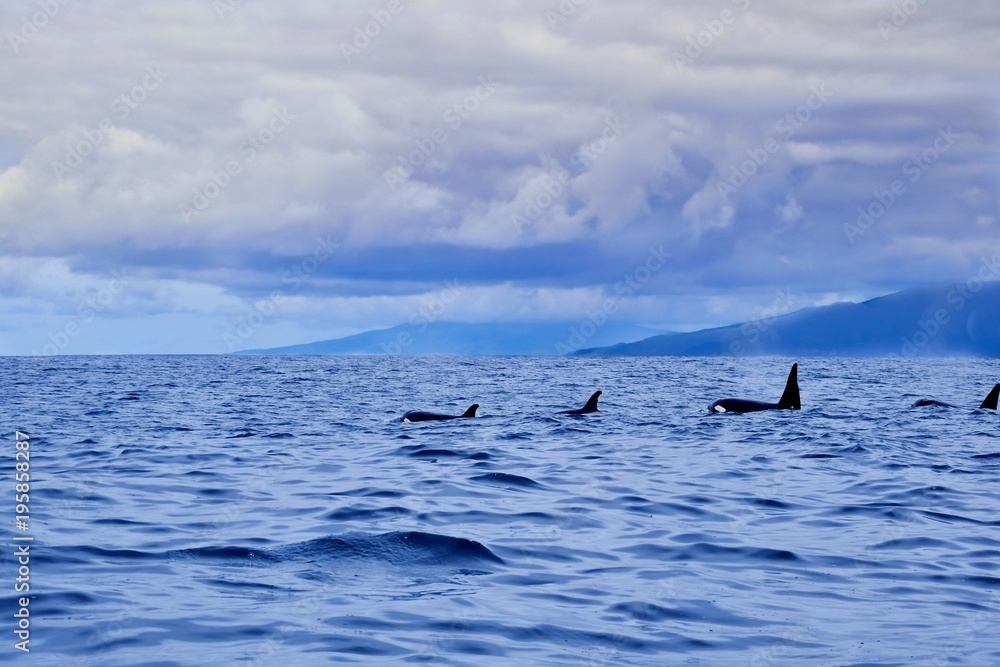 Fototapeta premium A family group of orca near the coast of Pico Island on a cloudy day