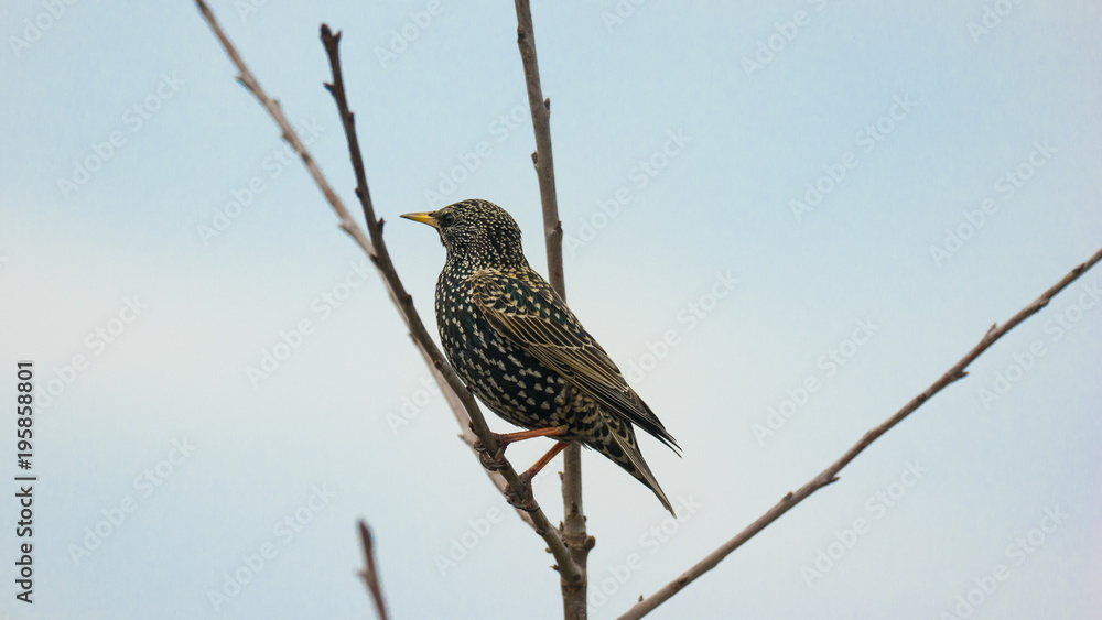 Starling on a branch in spring Starling on a branch in spring