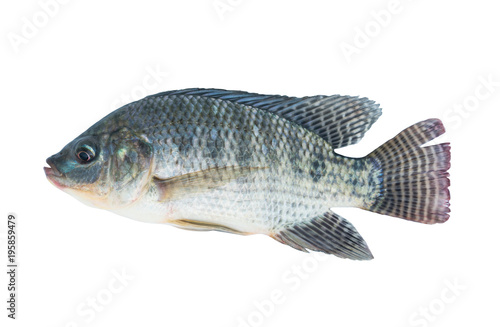 Nile tilapia fish