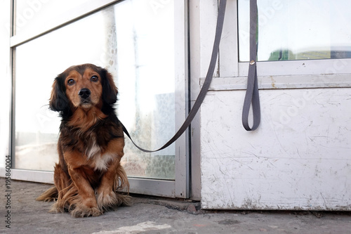 The dog is tied with a collar to the building on the street.