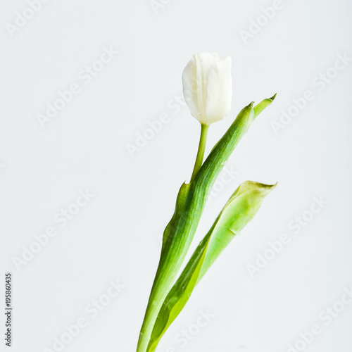 Floral Background  postcard  Tulip flower in white vase on white background. Layout  mocap  for your text mother s day  copyspace.