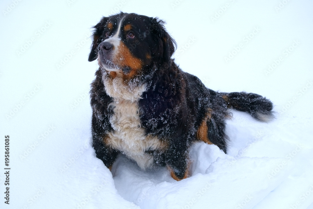 Winter portrait of Bernese mountain dog