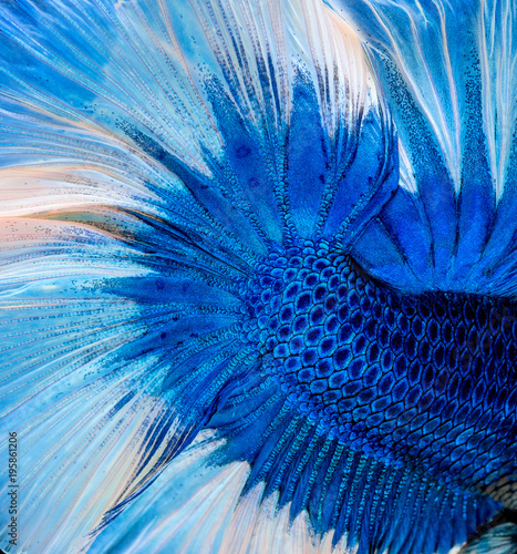 Beautiful background textured of blue fish flakes skin with white tail of Siamese fighting fish  Betta splendens