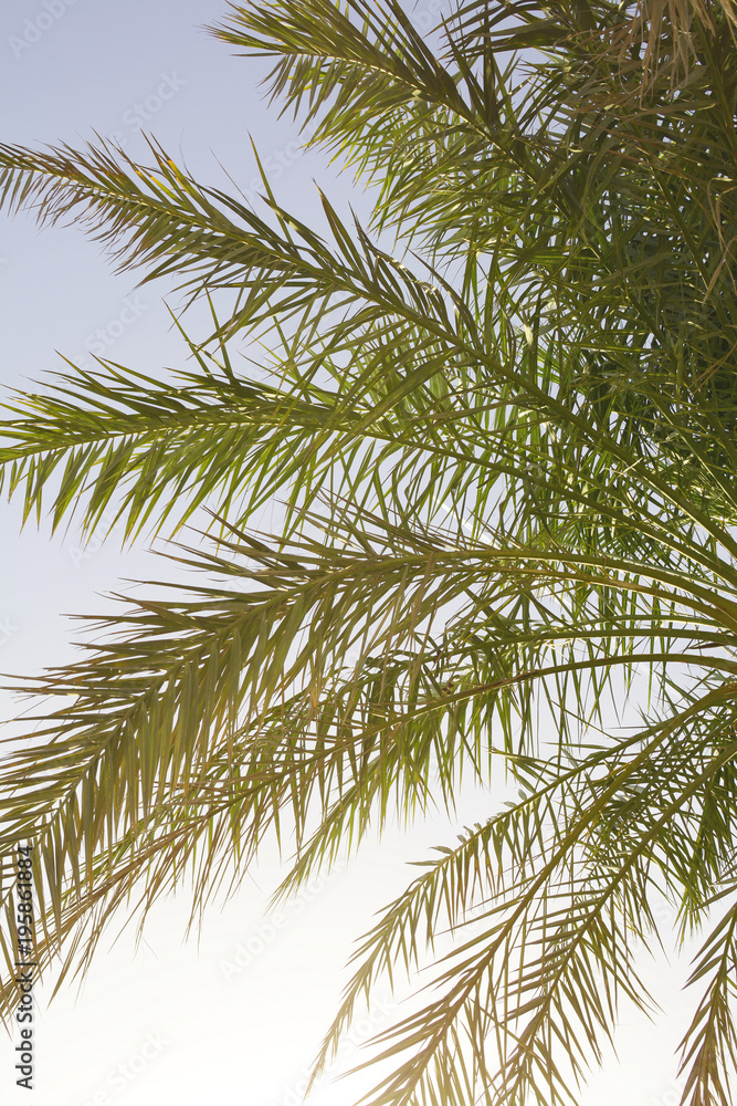 Fine place for photographers and travelers. Beautiful tropical nature and platns in United Arab Emirates. Fine place for photographers and travelers. Beautiful tropical nature and platns in United Arab Emirates.