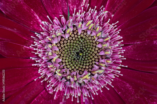 Pollen focus for Transvaal daisy red flower for Nature background.