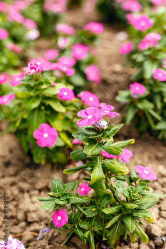 Fototapeta Naklejka Na Ścianę i Meble -  Beautiful red vinca flowers in a garden at summer sunny day close-up.