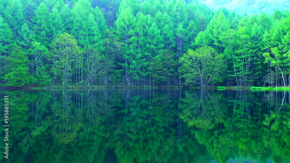 Green forest reflected in calm lake / Mishakaike pond Green forest reflected in calm lake / Mishakaike pond