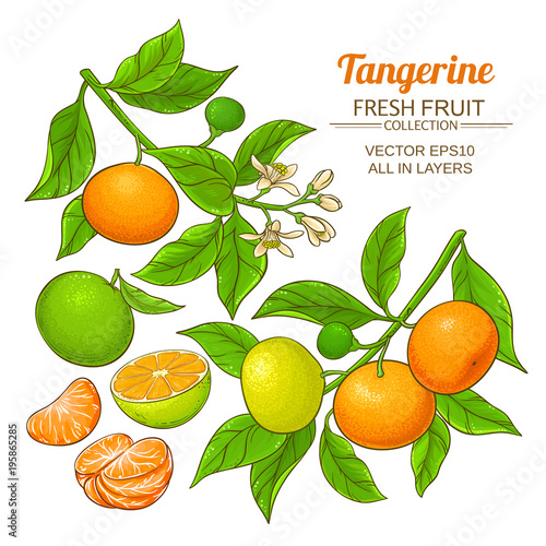 tangerine fruit vector set