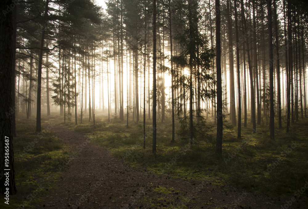 Fototapeta premium early moring good meditation and relax in pine forest