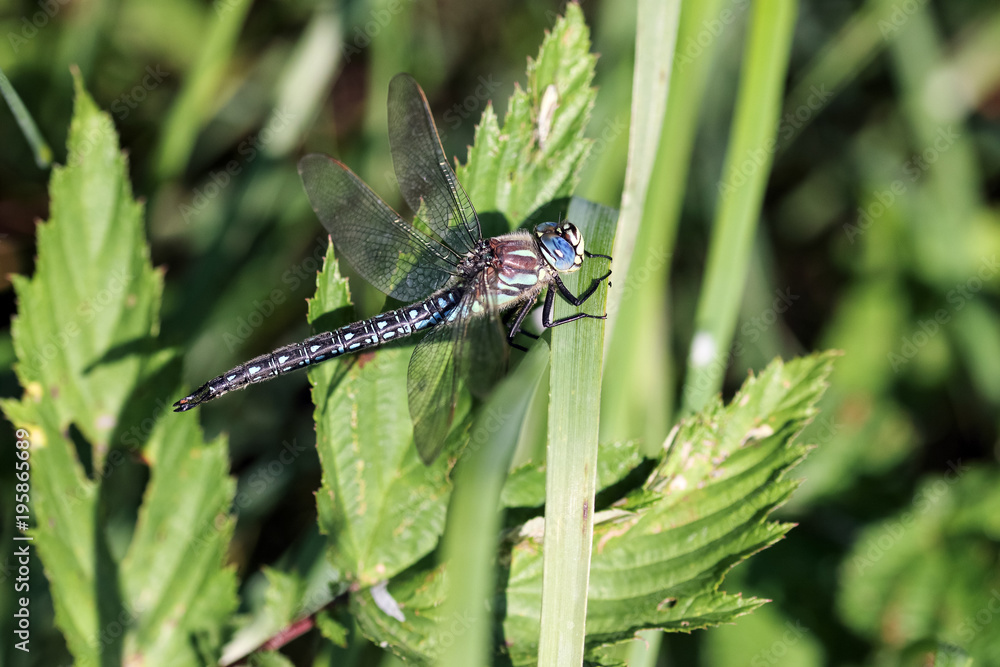 Fototapeta premium Dragonfly