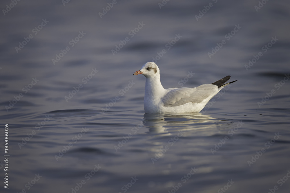 Brown-headed gull Brown-headed gull