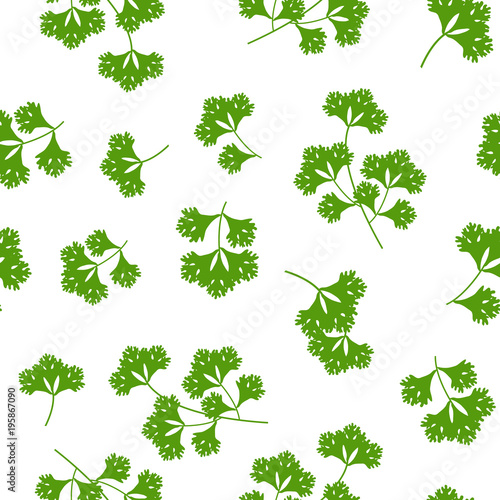 seamless pattern coriander herb, food vector illustration on white background
